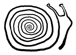 La rutina caracol